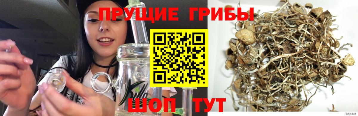 Галлюциногенные грибы GOLDEN TEACHER Дубна